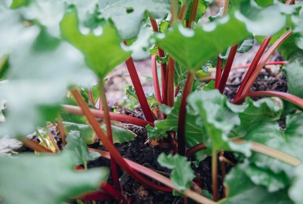 Fresh rhubarb stalks ready for harvest