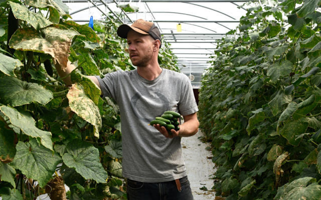 Aaron Silverblatt-Buser in his greenhouse.Avocado and red chile at Silver Leaf Farms. (Dean Hanson/Journal)