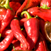 red chile